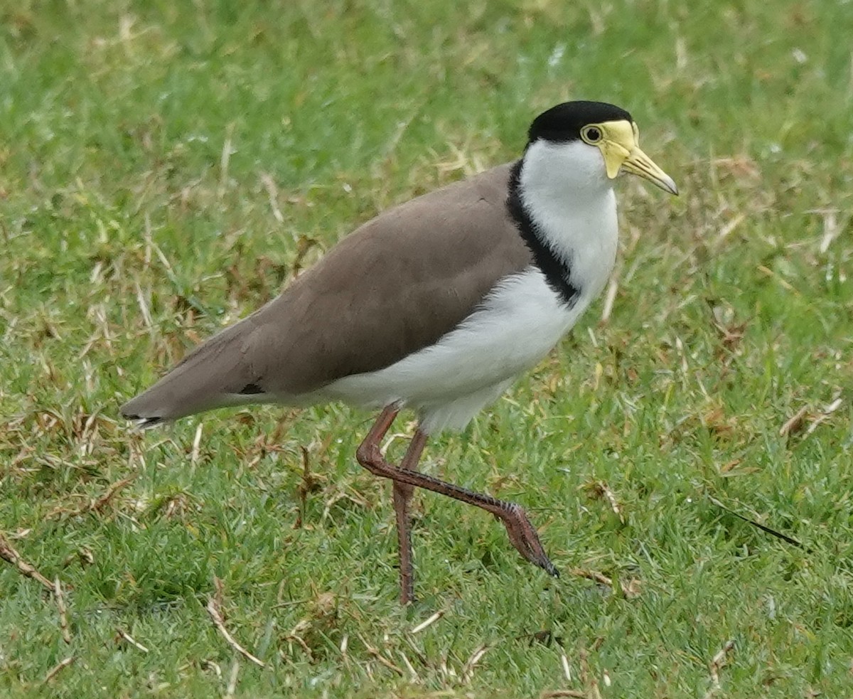 Masked Lapwing - Alan Coates