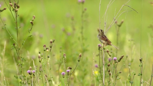 Henslow's Sparrow - ML480673