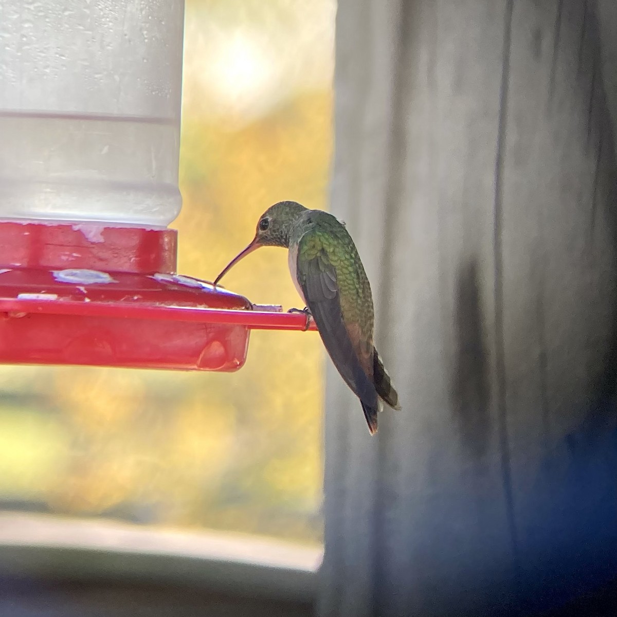 Buff-bellied Hummingbird - ML480673901