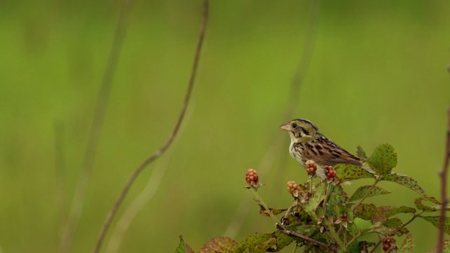 Henslow's Sparrow - ML480674