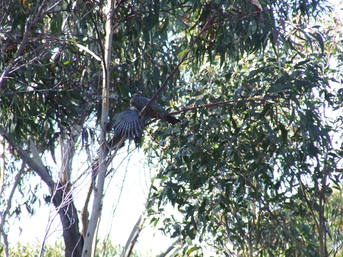 Gang-gang Cockatoo - ML480674171