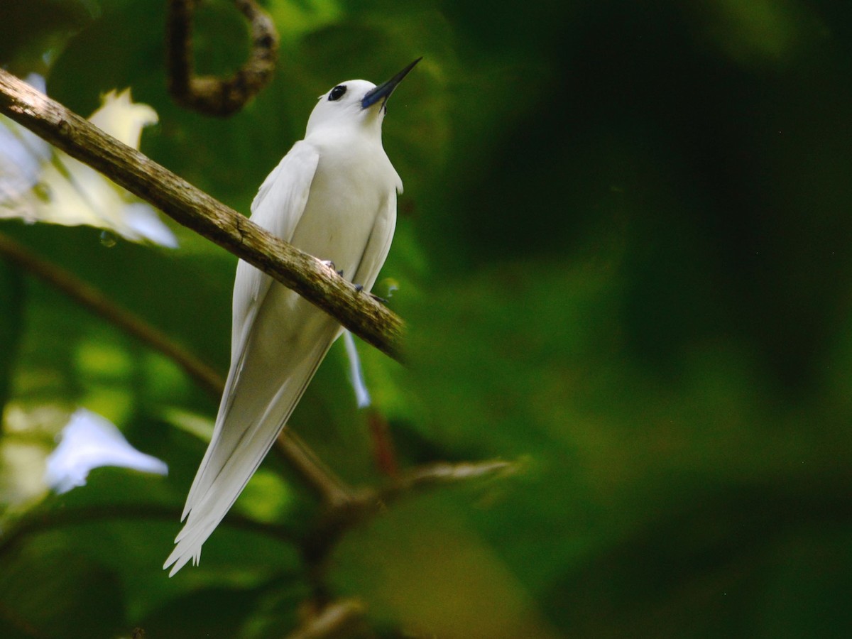 White Tern - ML48067431