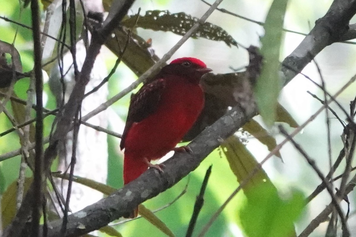 Guianan Red-Cotinga - ML480674391