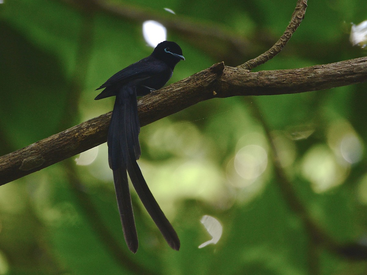 Seychelles Paradise-Flycatcher - ML48067471