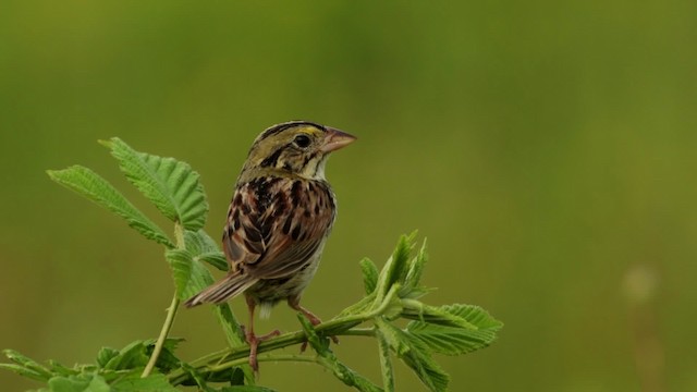 Henslow's Sparrow - ML480675