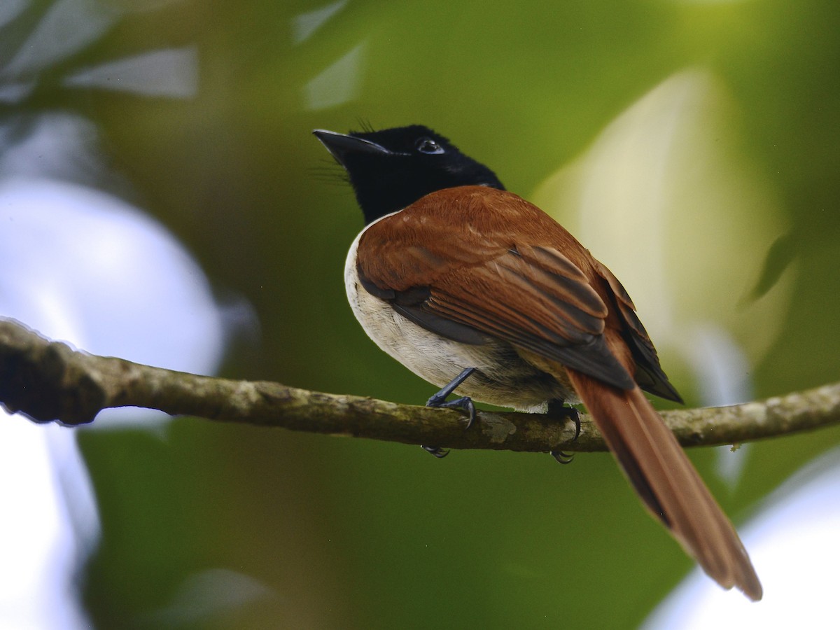 Seychelles Paradise-Flycatcher - Alan Van Norman