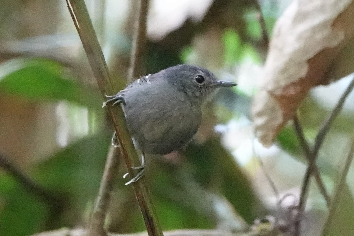 Plain-throated Antwren - ML480675171