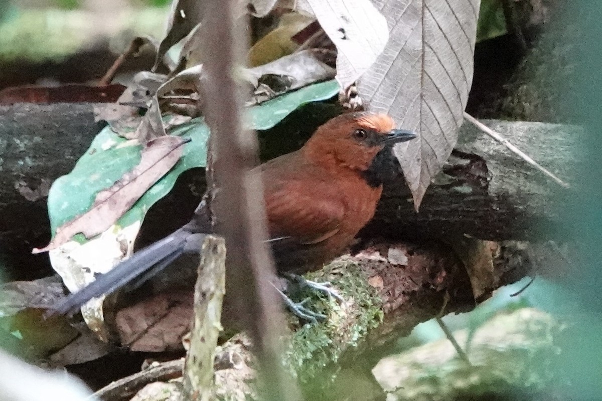 Ruddy Spinetail - ML480675201