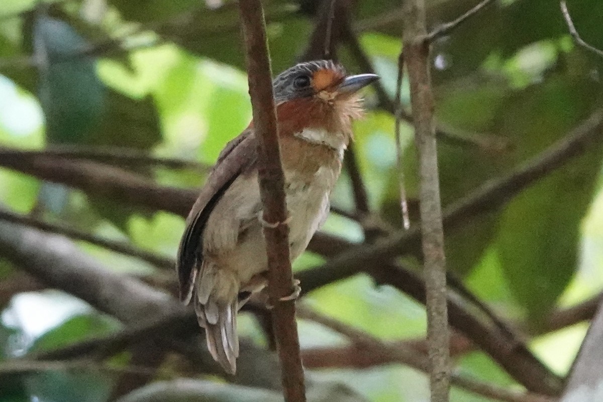 Rufous-necked Puffbird - ML480675231