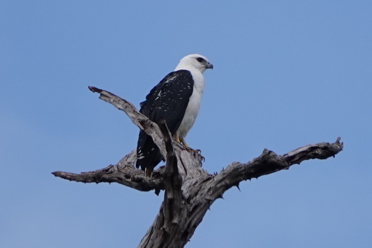 White Hawk - ML480675291