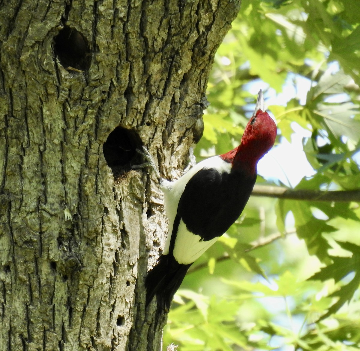 Red-headed Woodpecker - ML480675541