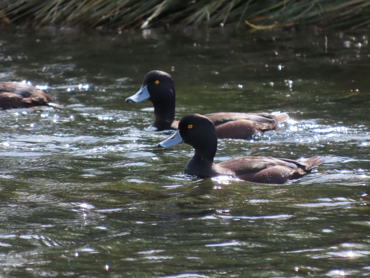 New Zealand Scaup - ML480675681