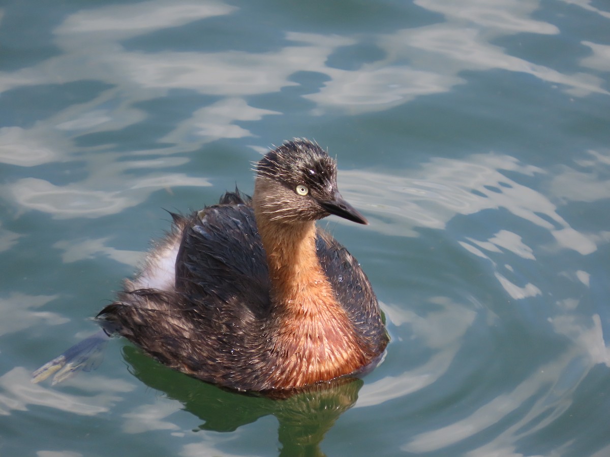 New Zealand Grebe - ML480675701