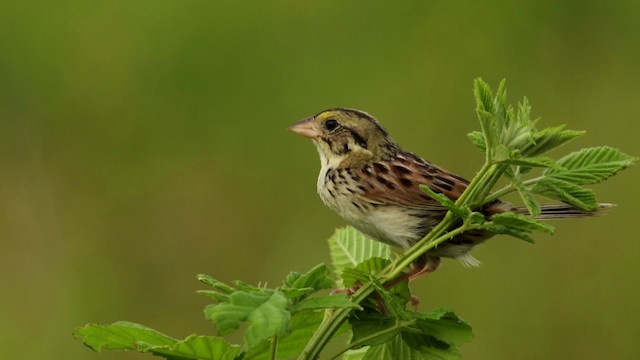 Henslow's Sparrow - ML480676