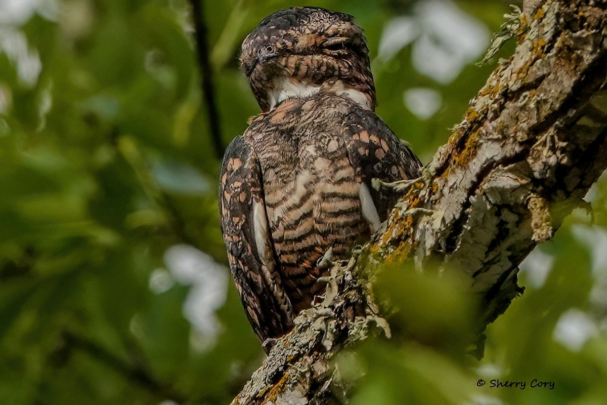 Lesser Nighthawk - Sherry Cory