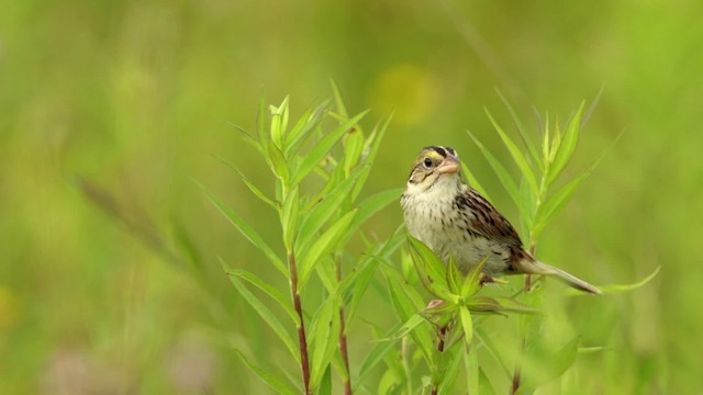 Henslow's Sparrow - ML480677