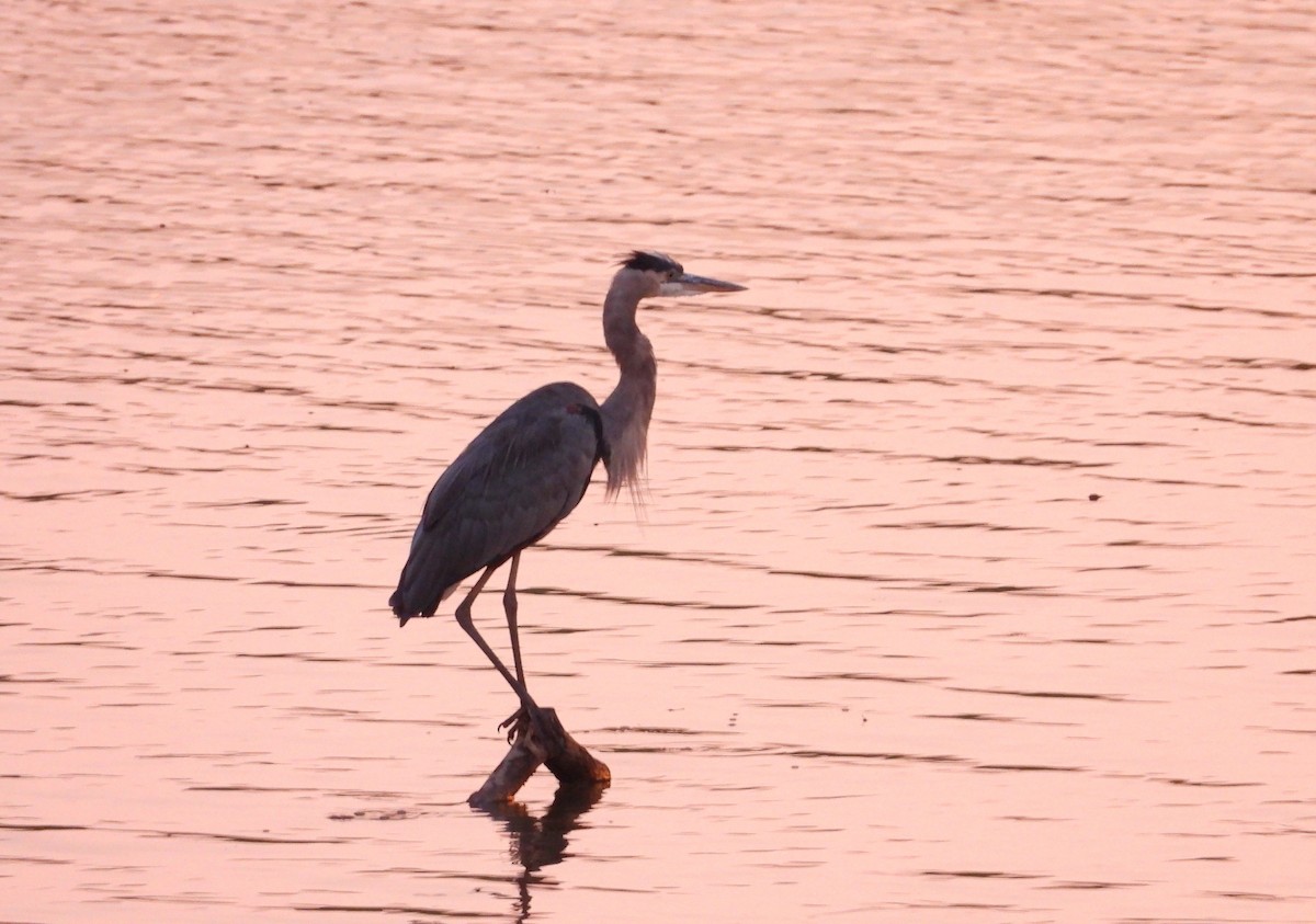 Garza Azulada - ML480677041
