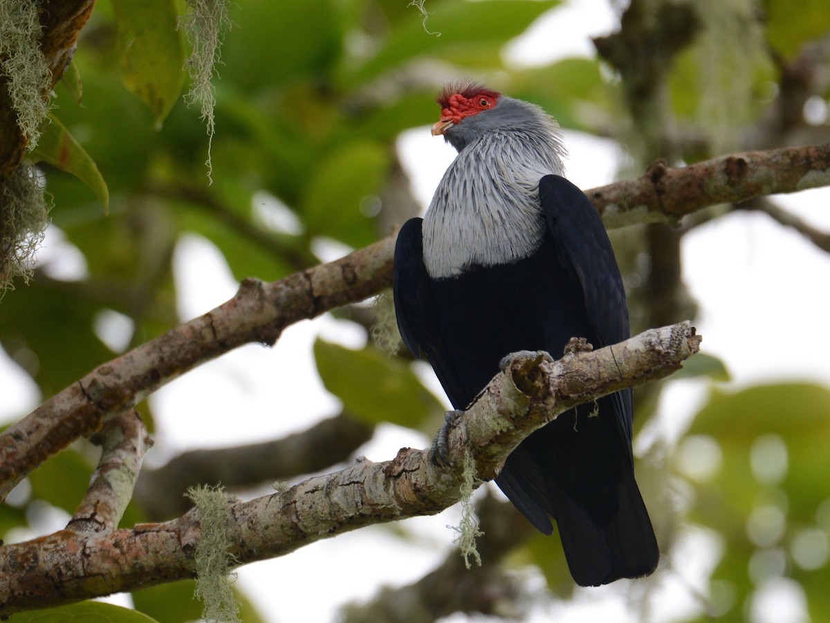 Seychelles Blue-Pigeon - ML48067721