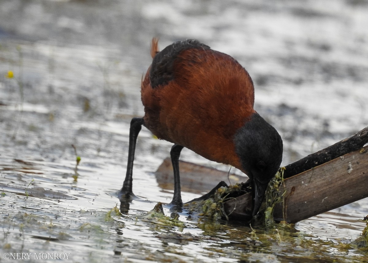 Ruddy Crake - ML480677331