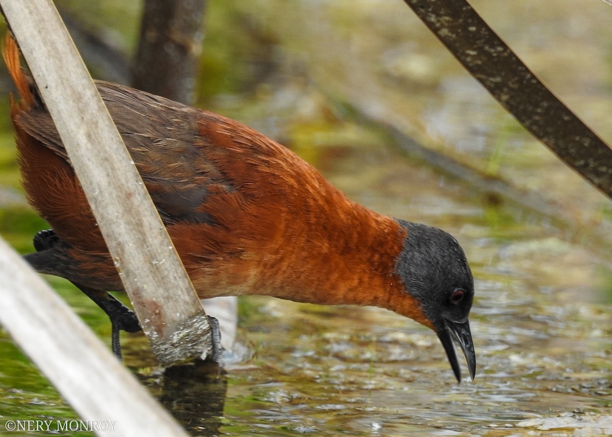 Ruddy Crake - ML480677391