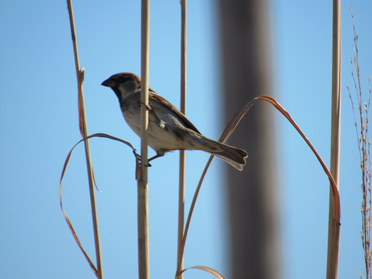 House Sparrow - ML48067741
