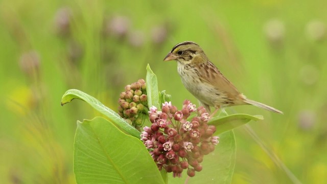 Henslow's Sparrow - ML480678