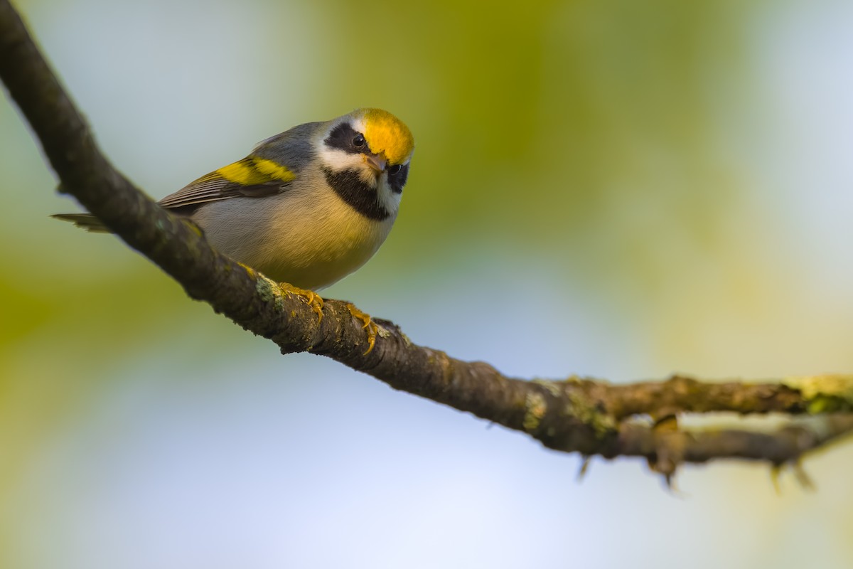 Golden-winged Warbler - Matt Zuro