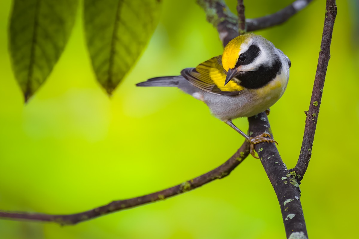 Golden-winged Warbler - Matt Zuro