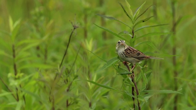 Henslow's Sparrow - ML480679