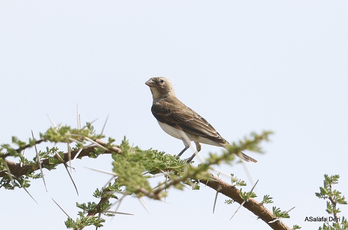 Yellow-spotted Bush Sparrow - Fanis Theofanopoulos (ASalafa Deri)