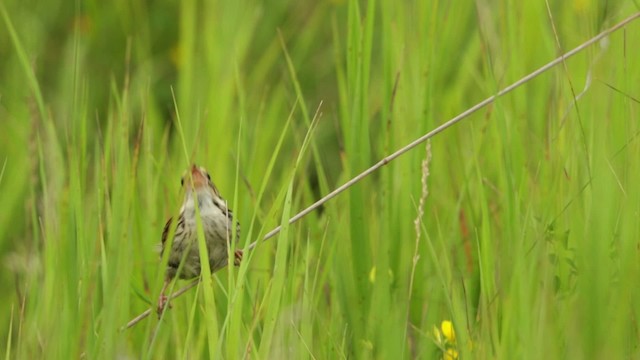 Henslow's Sparrow - ML480680