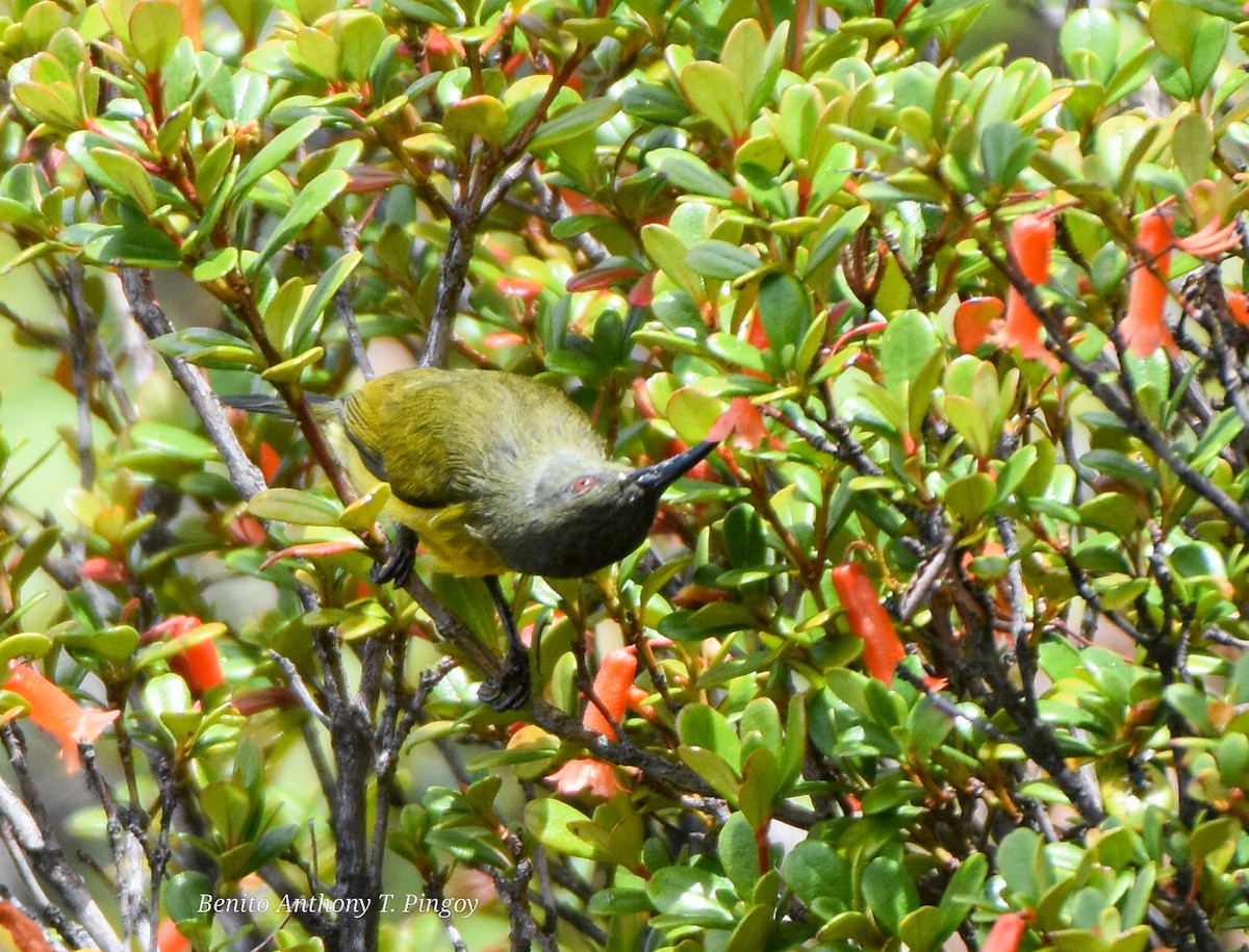 Apo Sunbird - ML480680041