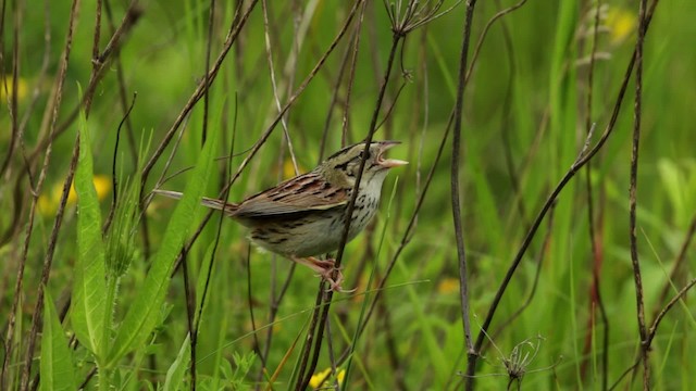 Henslow's Sparrow - ML480681