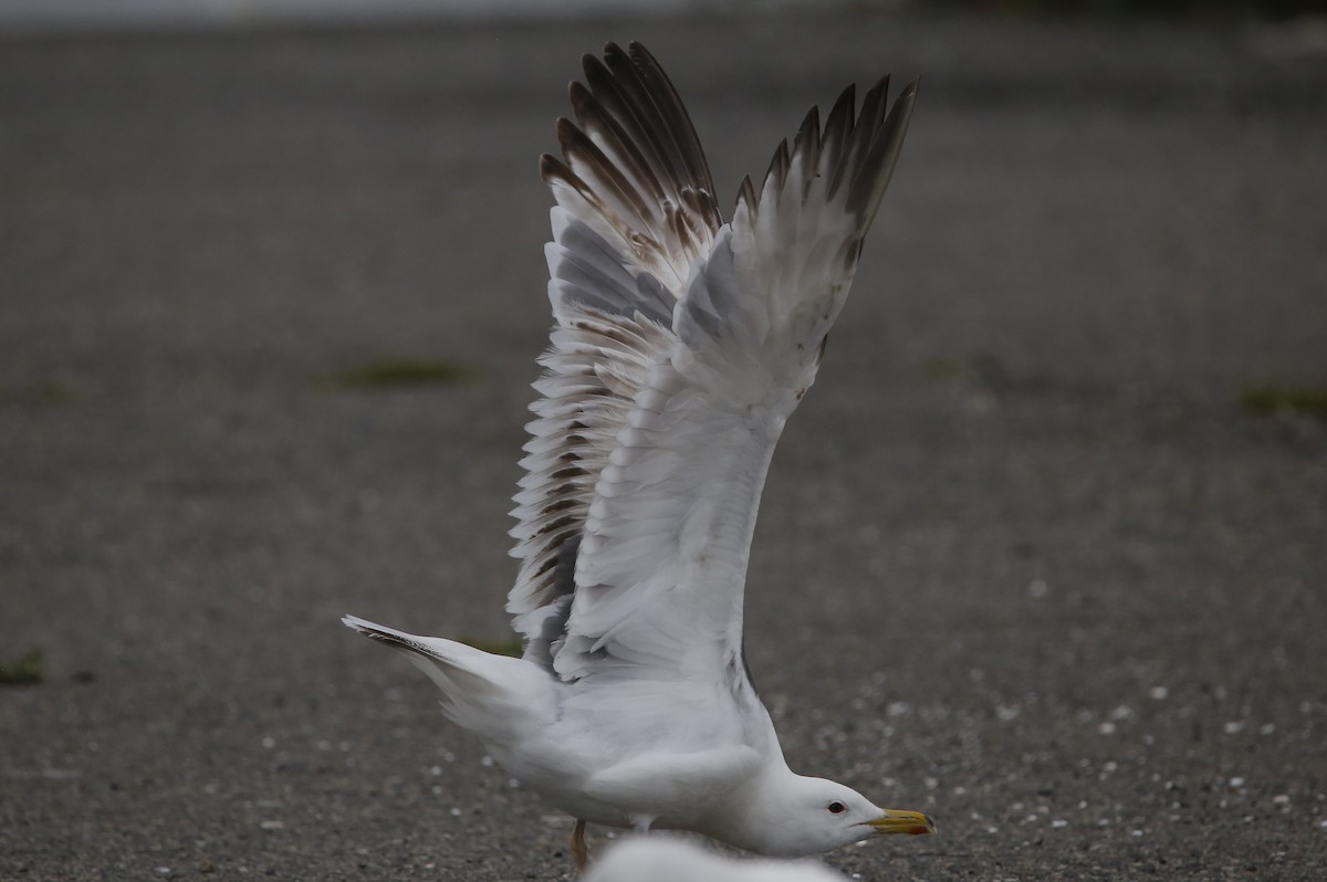 Lesser Black-backed Gull (taimyrensis) - ML480681021