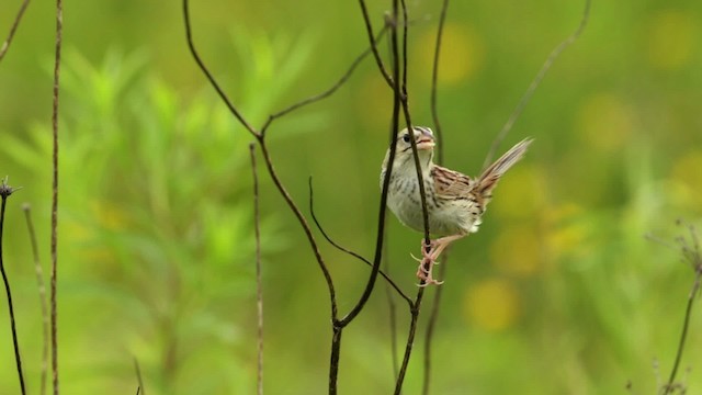 Henslow's Sparrow - ML480682