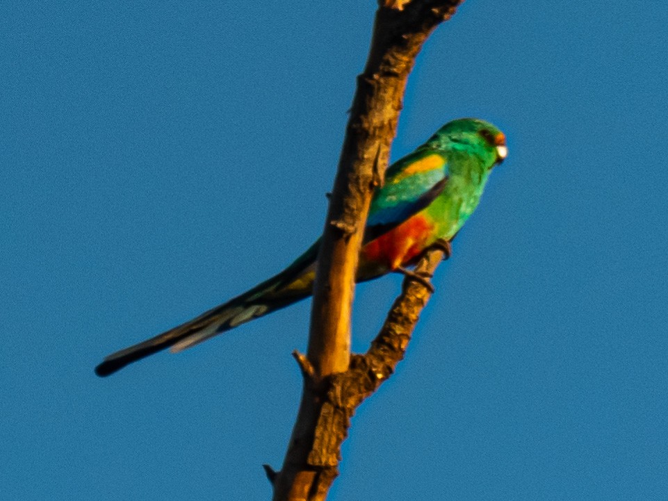 Mulga Parrot - ML480682951