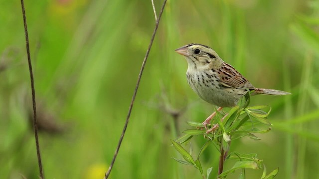 Henslow's Sparrow - ML480683