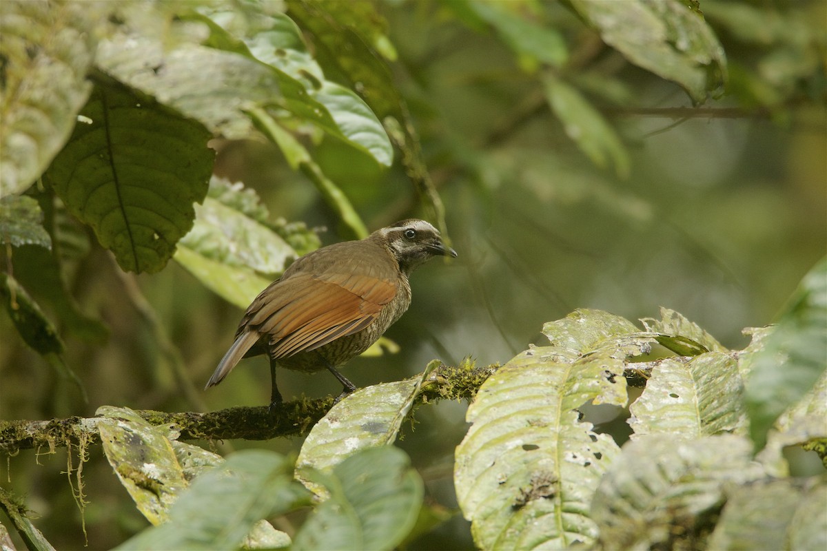 Bronze Parotia - ML48068341