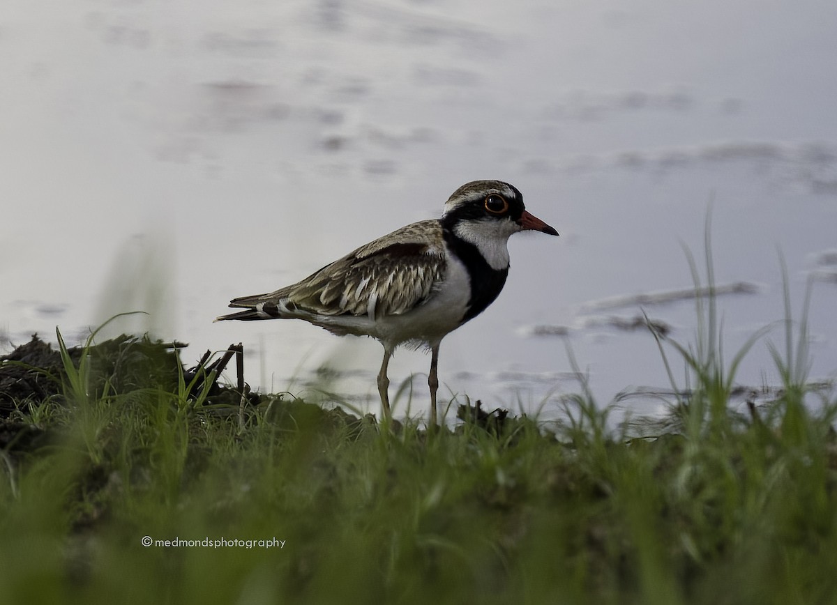 Black-fronted Dotterel - Michelle Edmonds