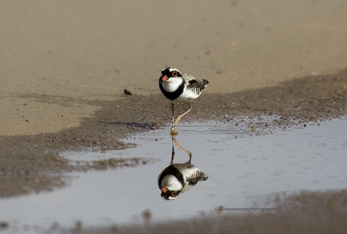 Black-fronted Dotterel - ML480683781