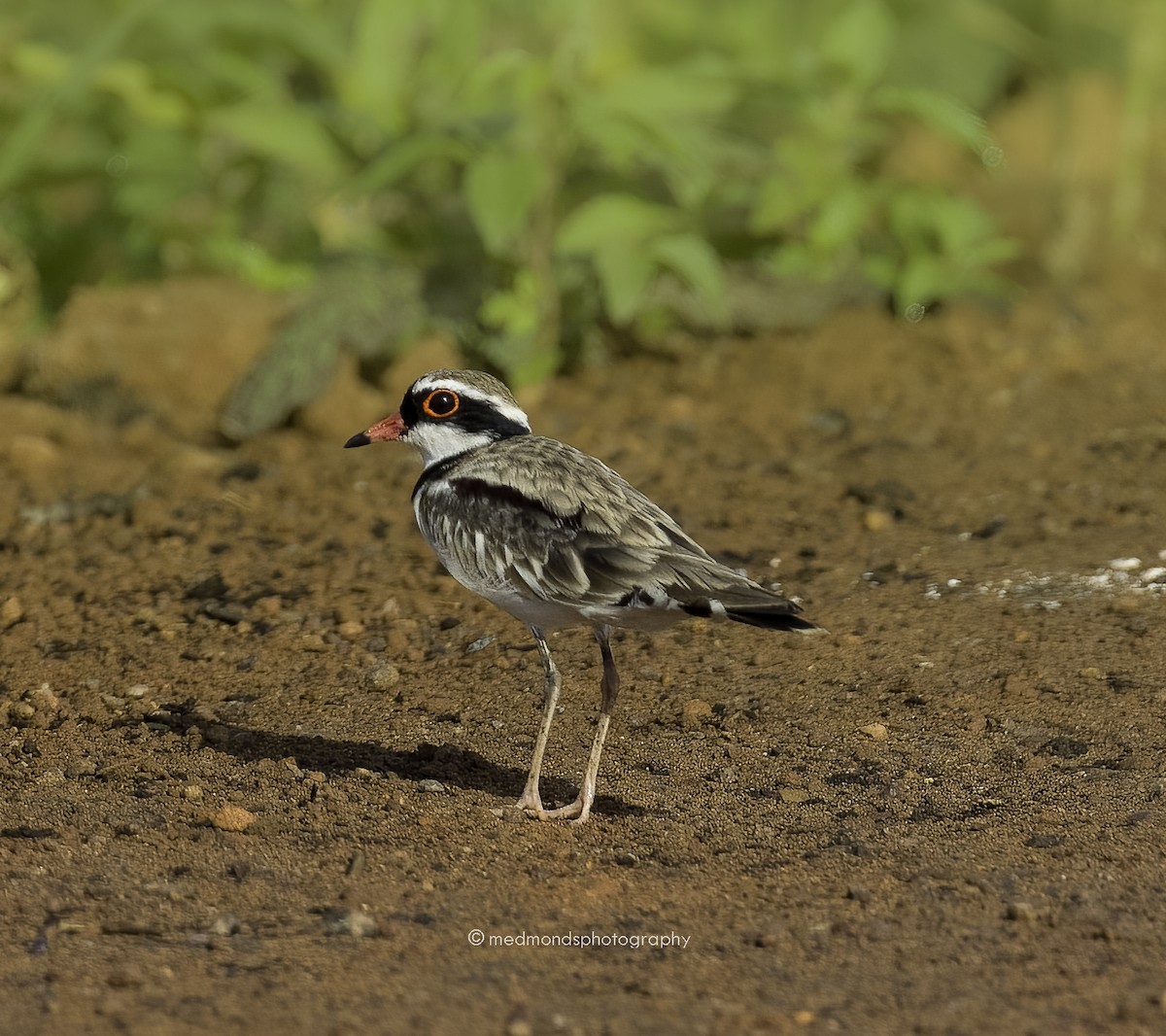 Black-fronted Dotterel - Michelle Edmonds