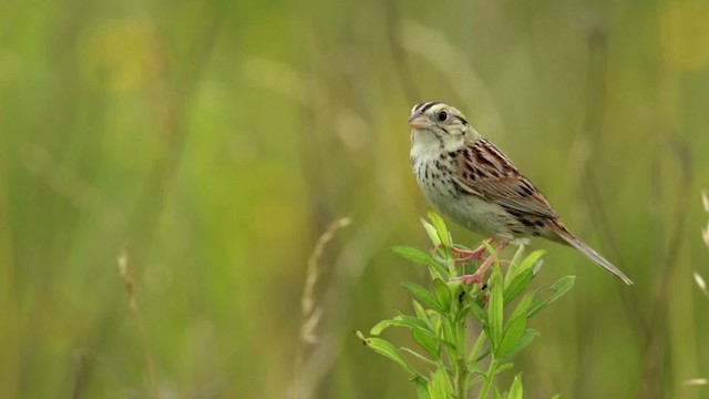 Henslow's Sparrow - ML480684