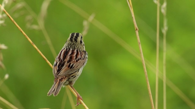 Henslow's Sparrow - ML480685