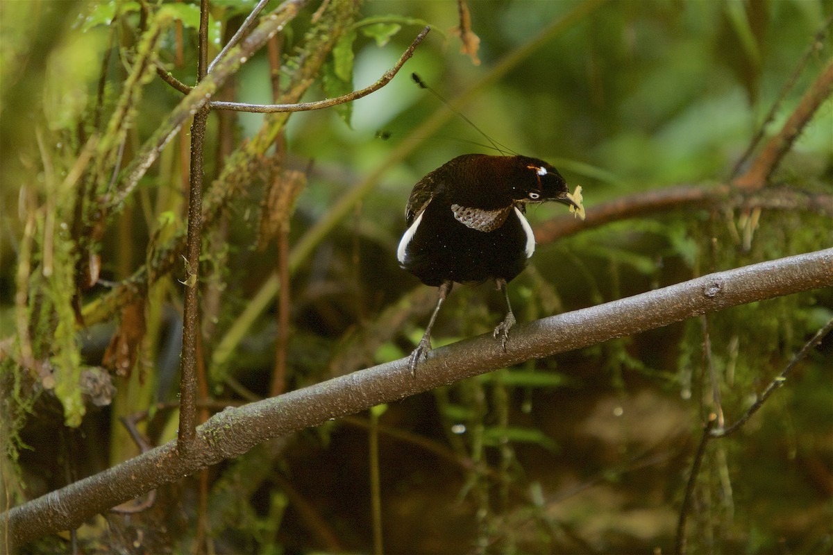 Bronze Parotia - ML48068531