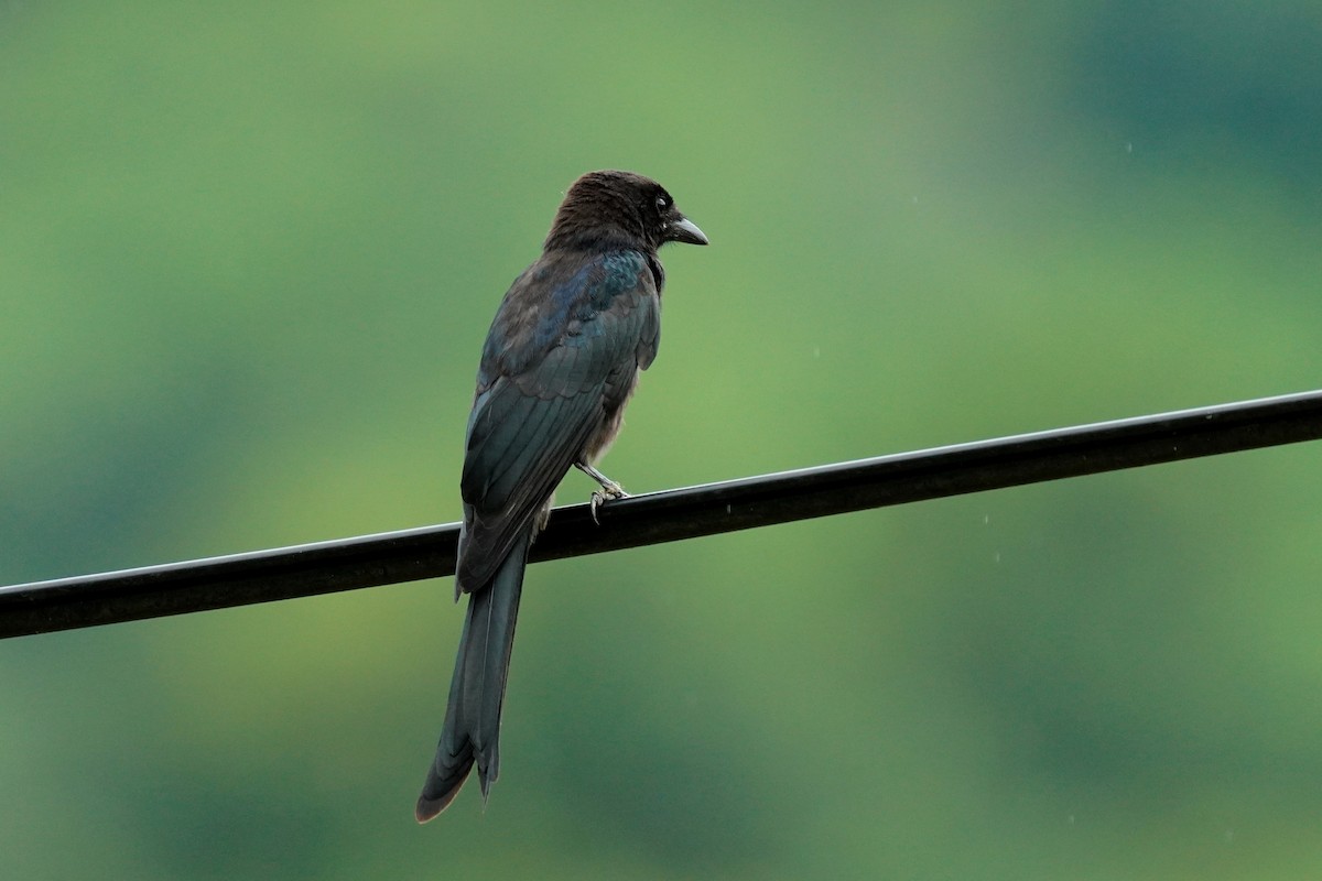 svartdrongo - ML480685381