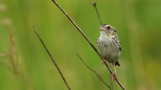 Henslow's Sparrow - ML480686