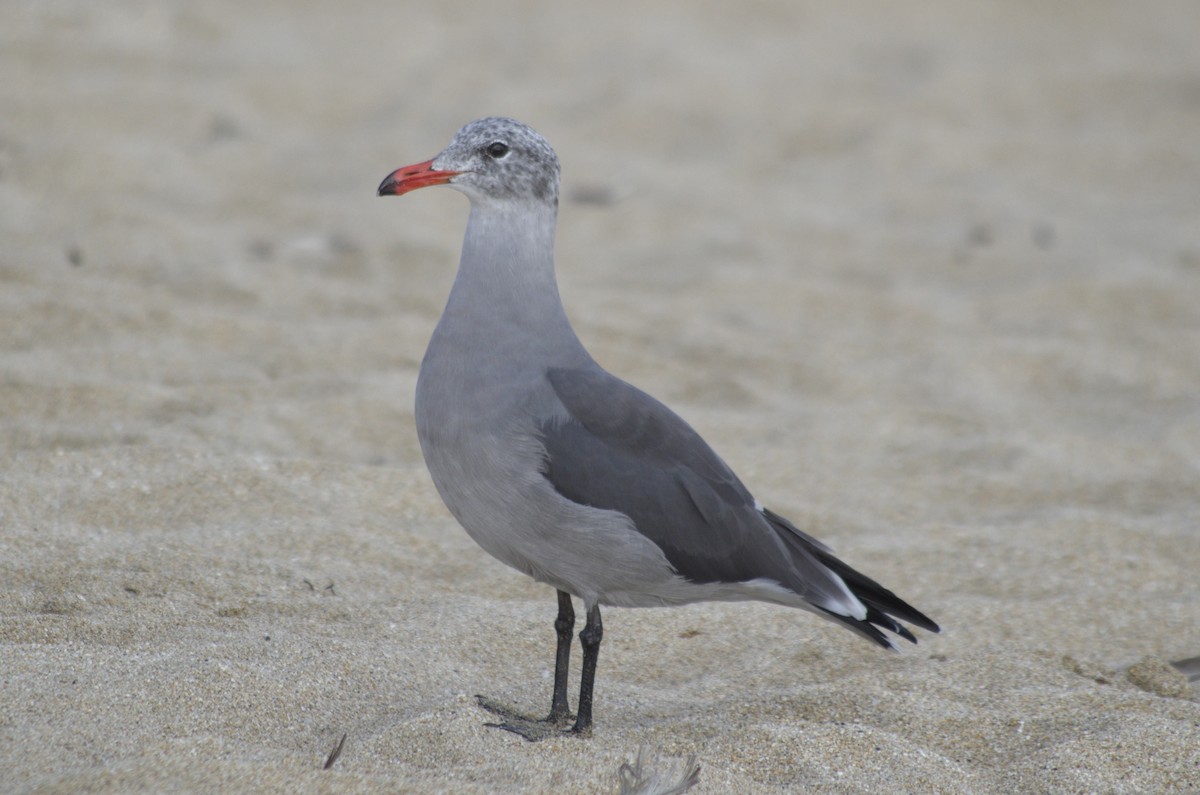 Gaviota Mexicana - ML480686611