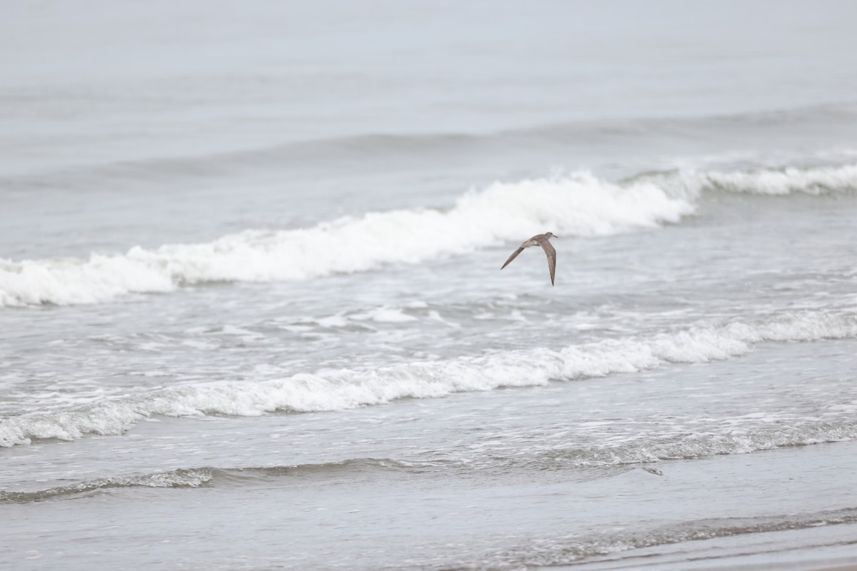 Gray-tailed Tattler - ML480686841