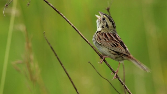 Henslow's Sparrow - ML480687