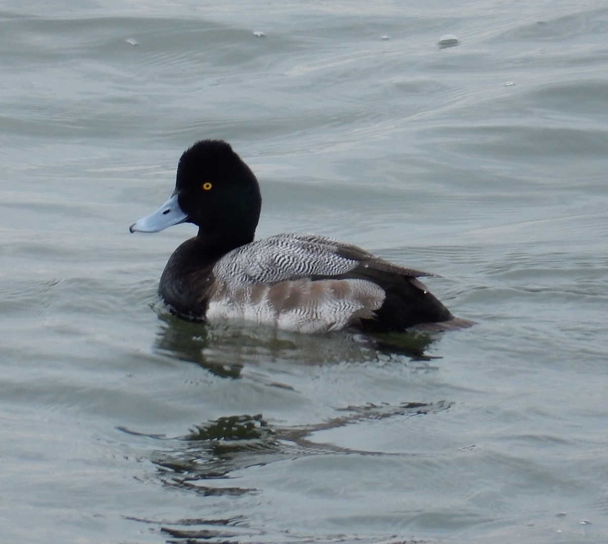 Lesser Scaup - ML48068741